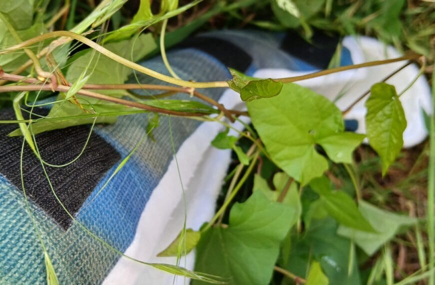2026: Bindweed